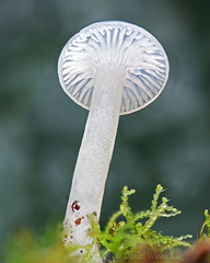 Cuphophyllus virgeneus gr LagunaCocha DW Ms