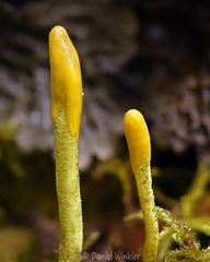 Microglossum viride ThowaDrak DW Ms