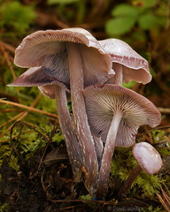 Mycena pura Q Ogyen DW Ms