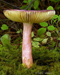 Russula xerampelina Ogyen DW Ms