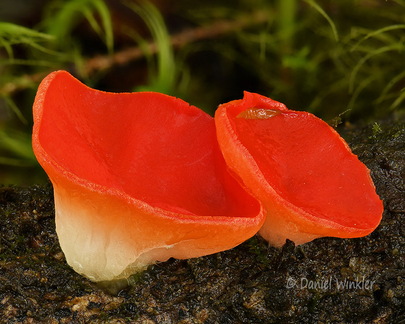Sarcoscypha austriaca 2 ThowaDrak DW Ms
