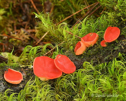 Sarcoscypha austriaca 7 ThowaDrak DW Ms