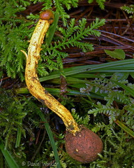 Tolypocladium capitatum ThowaDrak DW Ms