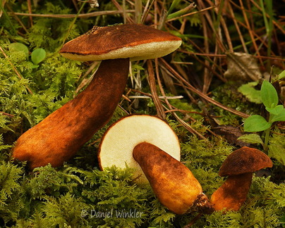 Tylopilus ferrugineus Disp3 Q Ogyen DW Ms