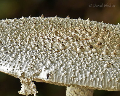 Amanita Amanita castanopsidis 2 cap Detail Tsirang DW Ms