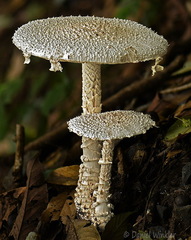 Amanita Amanita castanopsidis 2 Tsirang DW Ms