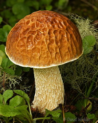 Boletus reticuloceps Tangsibi B5391 DW Ms