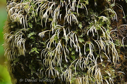Pterulicium fasciculare Tsirang DW Ms