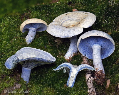 Lactarius subindigo Disp Tsirang DW Ms
