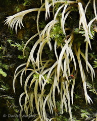 Pterulicium fasciculare Tsirang Detail DW Ms