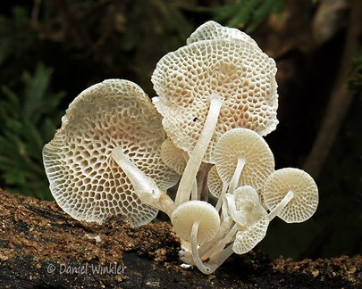 Filoboletus yunnanensis Tsirang DW Ms