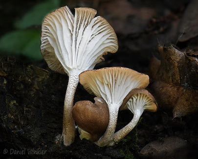 Hygrophorus Q DoChuLa DW Ms