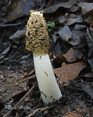 Phallus calongei Chagri sunshine DW Ms