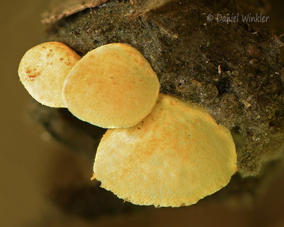 Crepidotus yellow Tsirang DW Ms