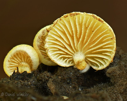 Crepidotus yellow DW Ms