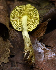 Lepiota yellow gills Tsirang DW Ms