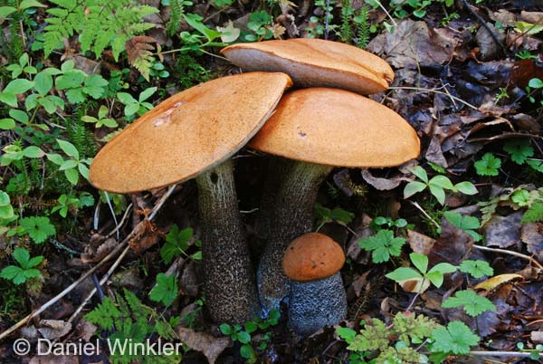 Leccinum insigne Alaska DW S.jpg