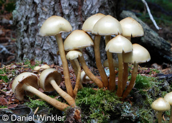 Pholiota alnicola Kenai DW S.jpg