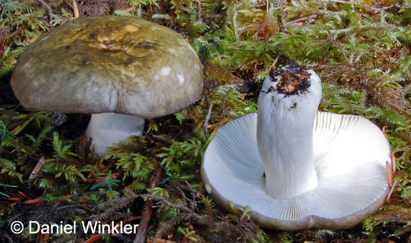 Russula aeruginea Cordova tight 2011 DW S.jpg