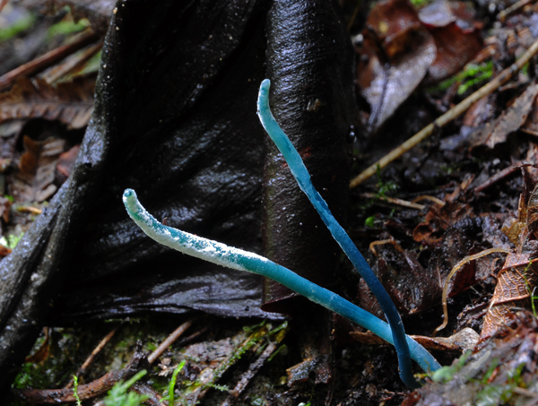 Asco teal Coroico Sm.jpg