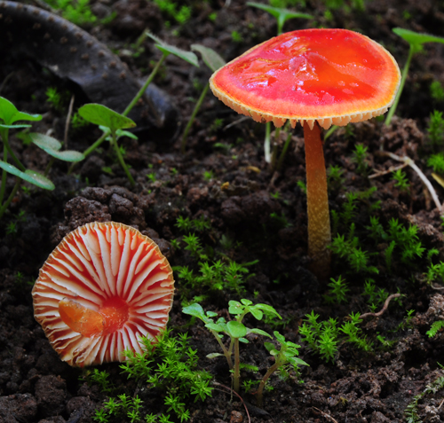 Hygrocybe Santa Ana Yard S.jpg