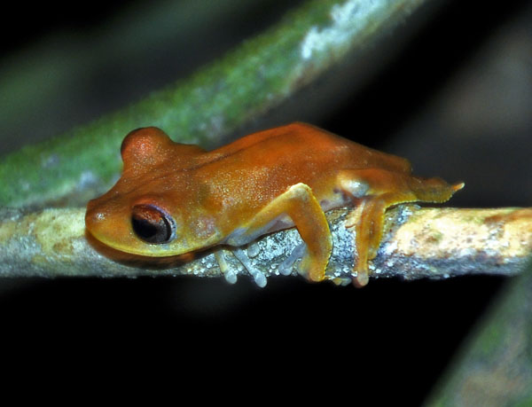 Hyla geographica Chalalan S.jpg