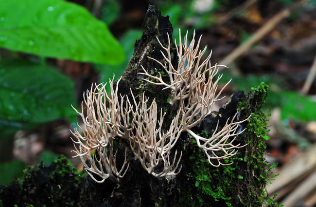 Ramaria-like Chalalan S.jpg