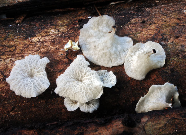 Rhodoarrhenia sp S.jpg