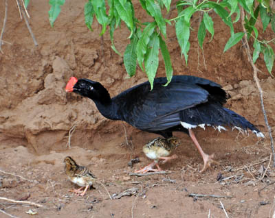 Razor-billed Curassow Mitu tuberosum Cr ed S