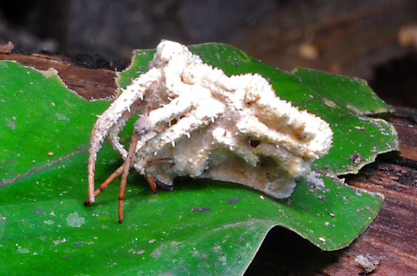 Torrubiella Spider S.jpg