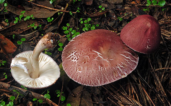 Agaricus disp Mishaquipe S.jpg