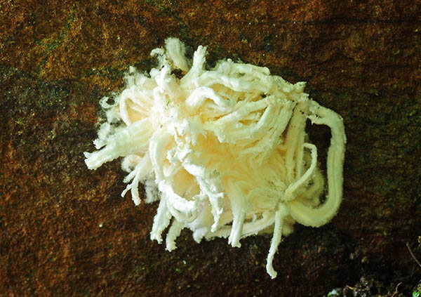 Anamorph Gibellula immature S.jpg