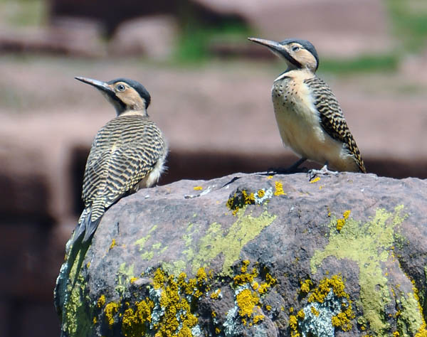 Andean flicker  Colaptes rupicola S.jpg