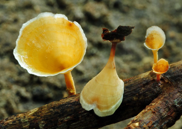 Aquascypha Choclatal S.jpg