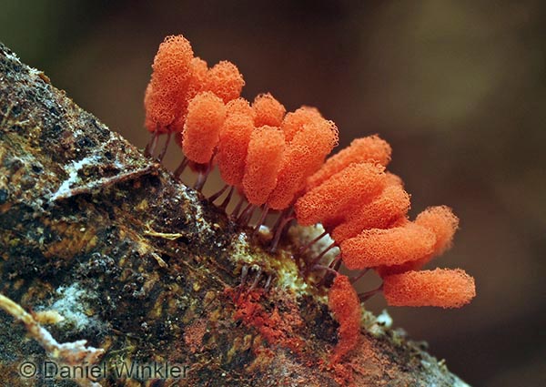 Arcyria group Chalalan DW Cr S.jpg