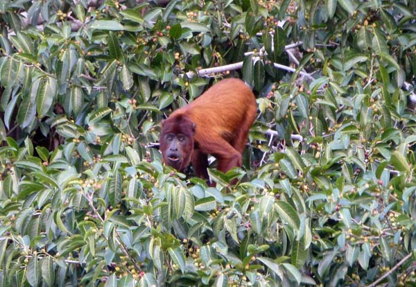 Bolivian Red Howler - Alouatta sara S.jpg