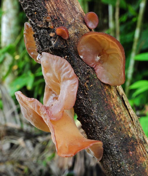 Auricularia auriculata Rurre 2013 cr S.jpg