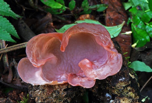 Auricularia CJL S.jpg