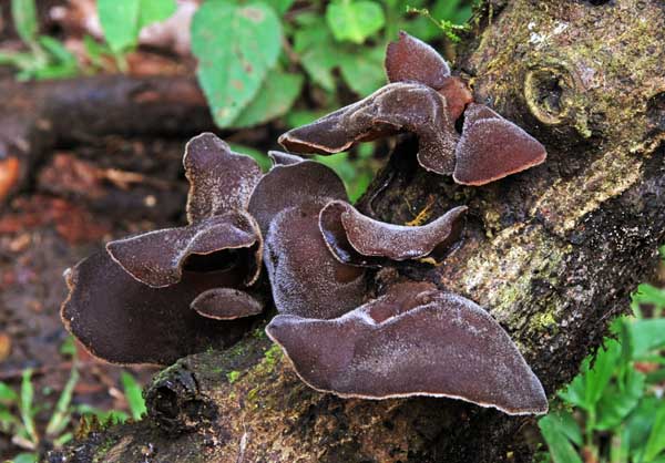 Auricularia cornea 2 JCL S.jpg