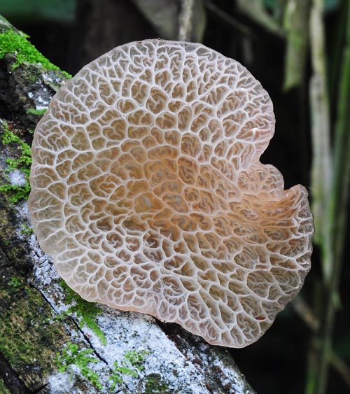 Auricularia delicata underside Rurre Cr S.jpg