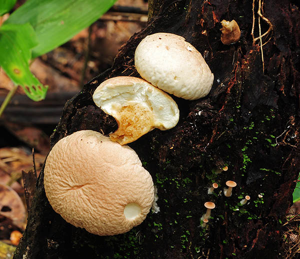 Calvatia on wood Chalalan Cr S.jpg