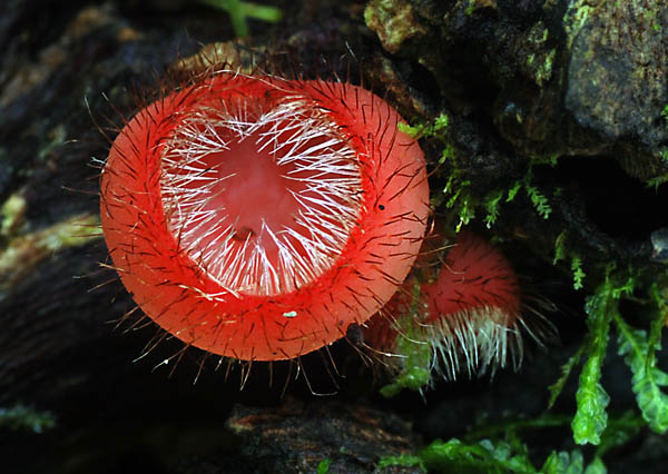 Cookeina tricholoma closeUp S.jpg