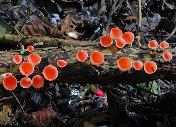 Cookenia speciosa branch Cr S.jpg