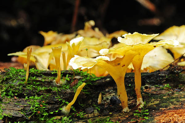 Cotylidia aurantica Rurre 13 Cr S.jpg