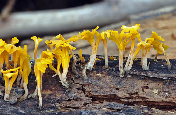 Dacryopinax on wood Mashaquipe Cr S.jpg