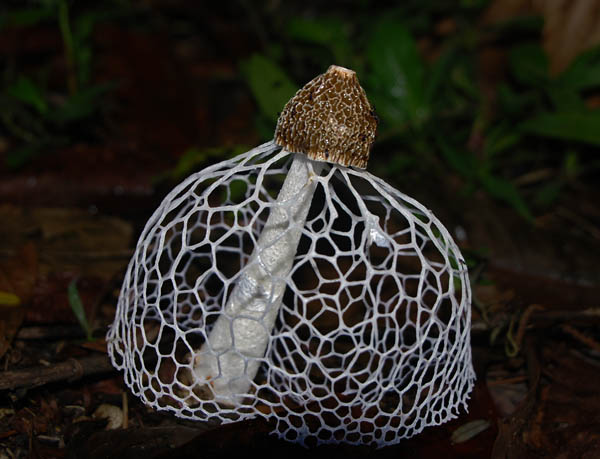 Dictiphora indusiata ed S.jpg