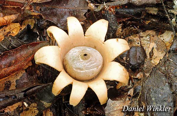 Geastrum 1 Mashaquipe DW S.jpg