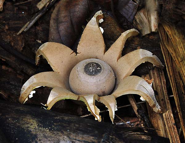Geastrum lageniforme ed S.jpg