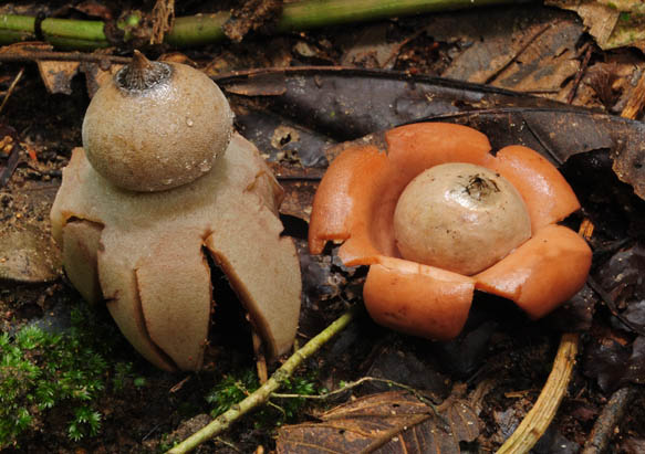 Geastrum WM 2013 S.jpg