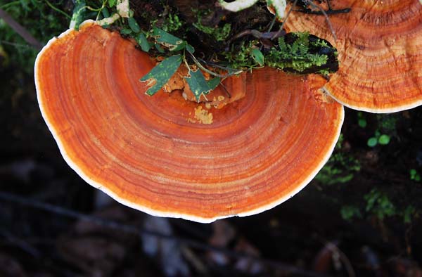 Hymenochaete luteobadia ed S.jpg